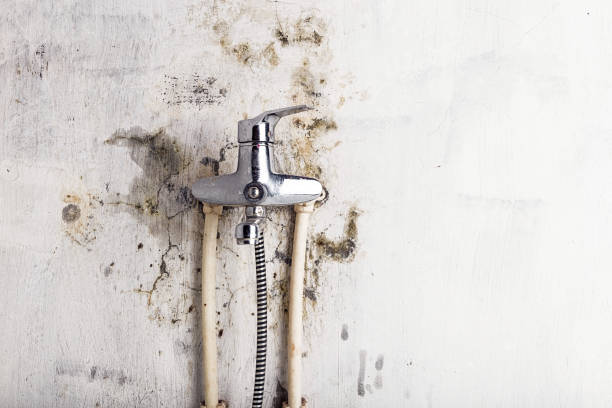 Best Mold Remediation for Specific Building Types in Sonoma State University, CA