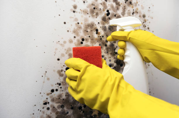 Best Post-Flood Mold Remediation in Sonoma State University, CA