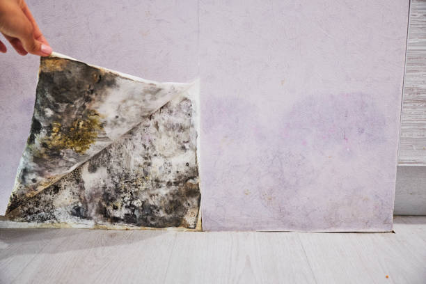 Best Residential Mold Remediation in Sonoma State University, CA
